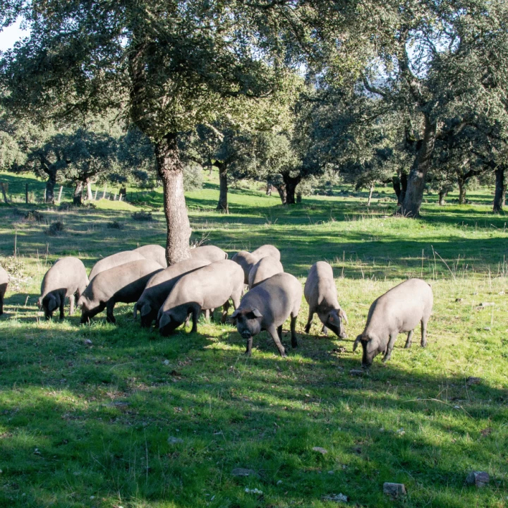 Cerdos de Raza Ibérica pastando en nuestra propia Dehesa