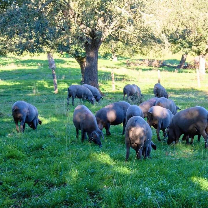 Montanera: La clave de la calidad en el cerdo ibérico