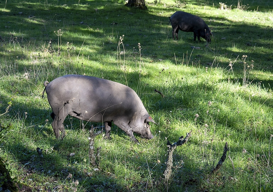 Breeding and feeding