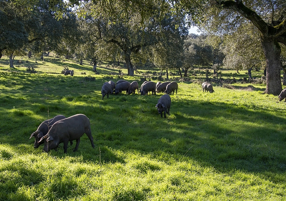 Breeding and feeding