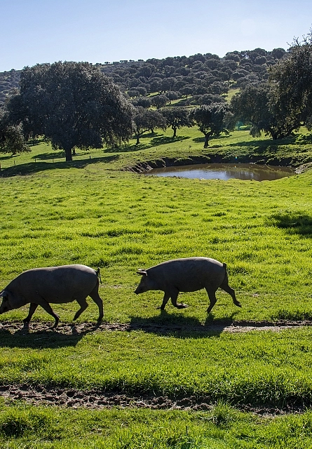 Breeding and feeding