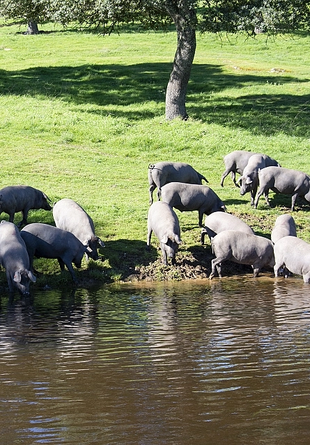 Crianza y Alimentación