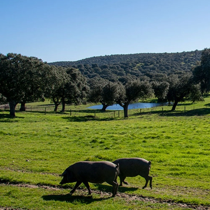 La dehesa salmantina