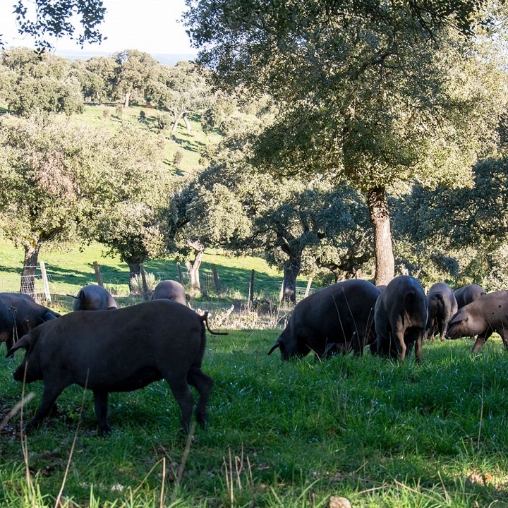 La dehesa salmantina