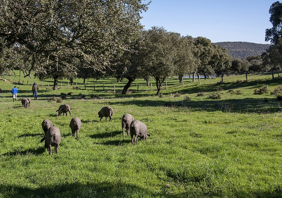 Nuestros Campos