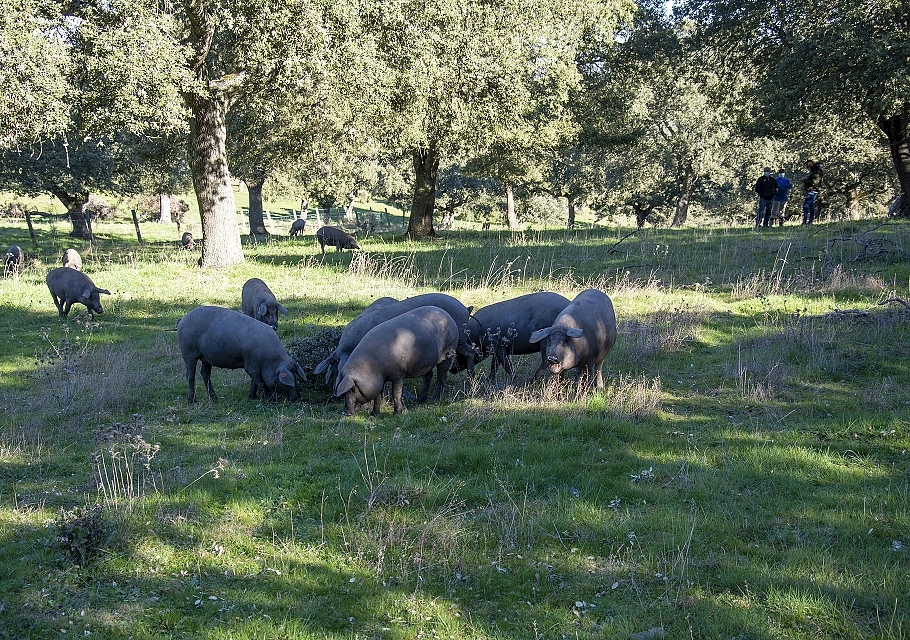 Nuestros Campos